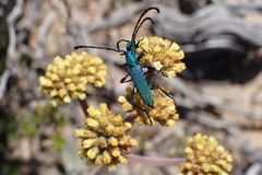 Hypocrites scabriusculus