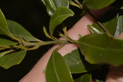 Cryptocarya meisneriana