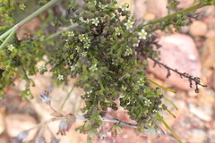 Lacomucinaea lineata