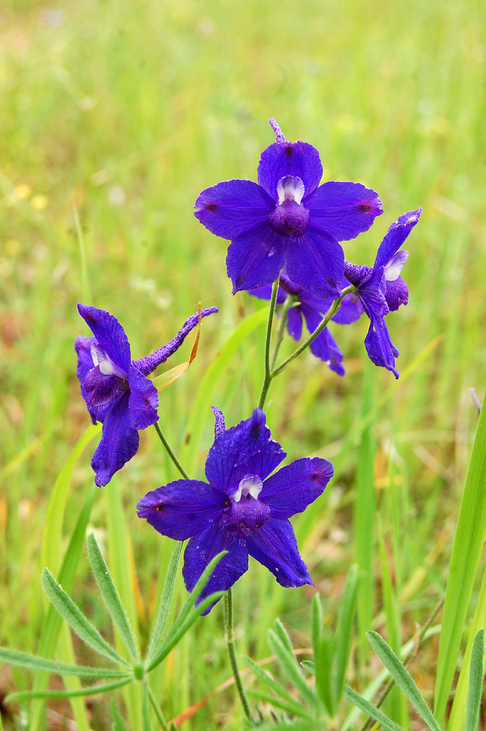 Blue larkspur (Wildflowers of Bouverie Preserve of ACR) · iNaturalist