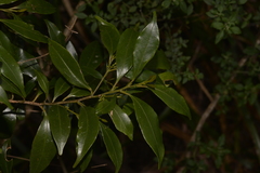 Cryptocarya meisneriana