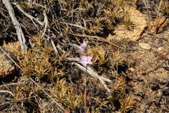 Thelymitra petrophila