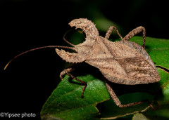 Molipteryx hardwickii