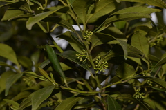 Cryptocarya meisneriana