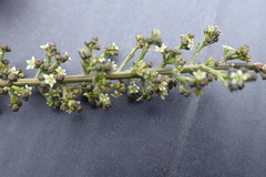 Lacomucinaea lineata