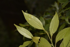 Cryptocarya meisneriana