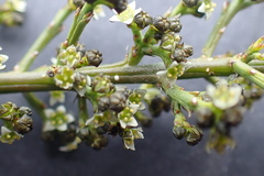 Lacomucinaea lineata