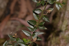 Podolobium aciculiferum