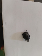 Hypselogenia geotrupina geotrupina