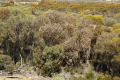 Eucalyptus caesia caesia