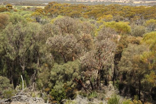 Eucalyptus caesia