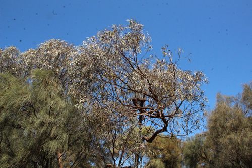Eucalyptus caesia