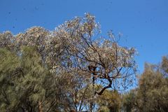 Eucalyptus caesia caesia