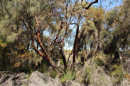 Eucalyptus caesia