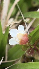 Torenia polygonoides