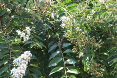 Spizella passerina passerina