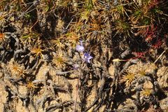 Thelymitra petrophila