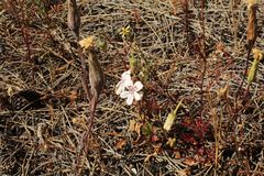 Pelargonium havlasae