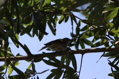 Spizella passerina passerina