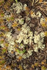 Pulchrocladia ferdinandii