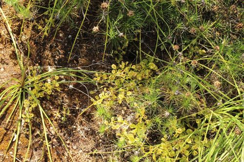Drosera rupicola (Drosera rupicola)