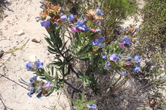 Lobostemon marlothii