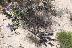 Lobostemon marlothii