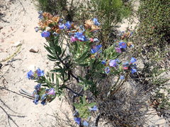 Lobostemon marlothii