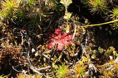 Drosera bulbosa