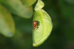 Leptapoderus rubidus