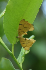 Rondotia menciana