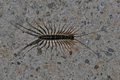 Thereuonema tuberculata