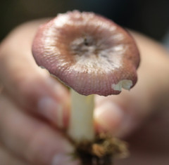 Russula nitida