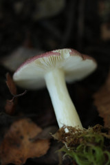 Russula nitida