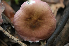 Russula nitida