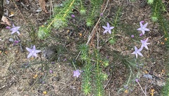 Philotheca salsolifolia