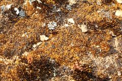 Eccremidium arcuatum