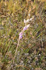 Thelymitra petrophila