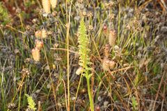 Microtis eremaea