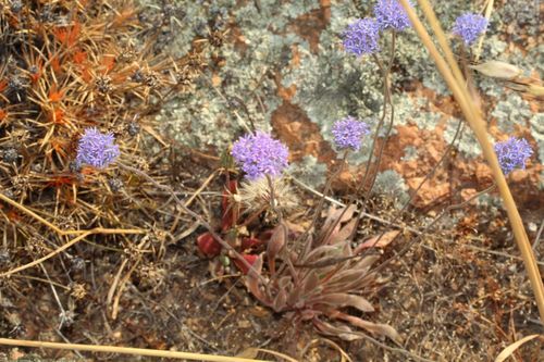 Brunonia australis (Brunonia australis)
