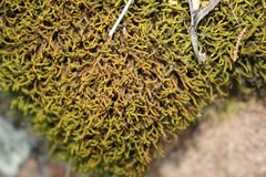 Triquetrella papillata