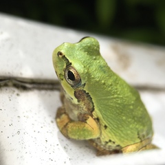 Hyla japonica