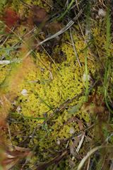 Triquetrella papillata