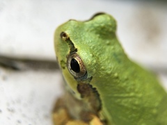 Hyla japonica