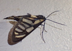 Cacoethes polidamon