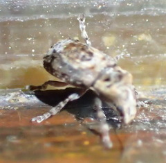 Pseudeuparius