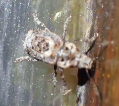 Pseudeuparius