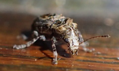 Pseudeuparius