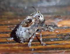 Pseudeuparius