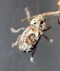Pseudeuparius